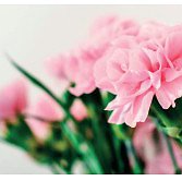 Revolució dels clavells a Portugal