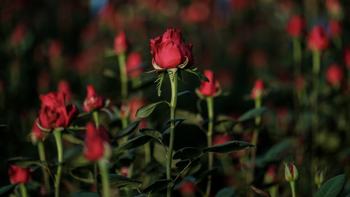 Sant Vicenç de Castellet viurà activitats de Sant Jordi durant tota la setmana